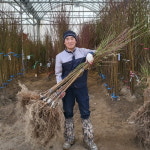 복숭아나무묘목 백도 유명 : 충청농원