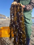 감포 자연산 돌미역 500g 동해바다 햇미역 맛있는 건미역 자연산미역 산모국거리 : 해녀이정숙