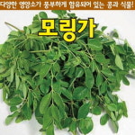 뿌리원예 모링가씨앗종자 모링가 5g  5gx3 : 뿌리원예