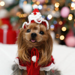 산타랑트리 /2color/ 스페셜핀 [크리스마스 강아지핀 강아지악세사리 강아지모자] : MAMAN DOG