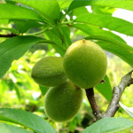 복숭아나무 개복숭아 복숭아 나무 묘목 실생묘 : 리서스좁