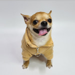 강아지목티 폴라티 실내복 지퍼 니트 스웨터 프렌치불독옷 : 펫다방