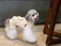 멍케어 강아지명품옷 강아지패딩 분리형올인원패딩 애견의류 도매 : 멍케어