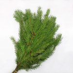 더글라스 한단 고속터미널꽃시장 생화택배 : 다꽃사