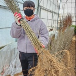 무궁화 나무 묘목 2년 실생묘 : 나무키움묘목농원