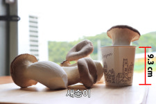 당일수확 국내산 새송이 2kg 자이언트 수출용 : 달을보는농부