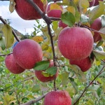 25년 햇 감홍 부사 사과 경북 문경 명품 꿀사과 유명한곳 선물 세트 3kg 5kg : 문경별빛농장