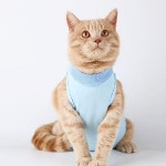 고양이 수술복 중성화 옷 고양이 옷 그루밍방지 : 포레모아