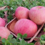 상주 청년농부 슭이 햇사과 꿀사과 부사 미생물 효소 황토 3.5kg 6kg 고당도 아이스박스배송 부모님선물 명절 구정 30년농사지기 2대째농부... 