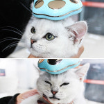 강아지 고양이 뷰티 브러쉬 빗 털브 용품 미용 : chakhanstore