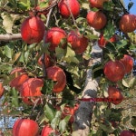 문경사과 부사 10kg 꿀사과 경북 문경 사과 : 봉서자연농장