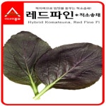 (성실)다채씨앗 레드파인 (3g) 2봉 : 성실원예