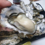 당일조업 통영 석화 홍가리비 굴 구이 1.5kg+1.5kg : 농산물의찐맛