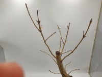 쇠물푸레나무(대형) 암반목  분재 조경수 정원수  꽃이 환상적인 식물 : 토종을 사랑하는 사람