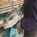 방어회 자연산 필렛 손질 대방어 : 헬로데일리몰