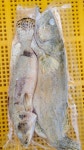 동부민물수산 국내산 신선한 손질 냉동 쏘가리 1kg : 동부민물수산