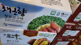 영암 토울 채근향 황금 명품 고구마 : 오복청과
