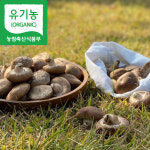[유기농] 매일수확 생표고버섯 500g 1kg 가정용 못난이 파지 건표고 100g : 해담은 버섯농장