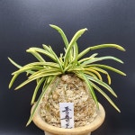 풍란 부귀란 신세계난농원/ 동출도 東出都 : 신세계난농원