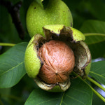 왜성호두나무 묘목 3년생 185 호두나무 : 한밭농원