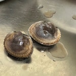 업소용 식당용 대용량 벌교 새꼬막 10kg 내일도착 : 반도 수산