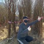 복숭아나무묘목 마도카황도 접목1년생 : 나무키움묘목농원