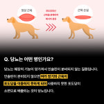 [하이독 케어브이] 다베트 1kg 당뇨 저탄수 처방식 동물병원 강아지 혈당 조절 화식사료 : 하이독