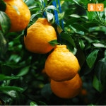 제주 한라봉 제철 서귀포 농장 가정용 선물세트 : 귤낭