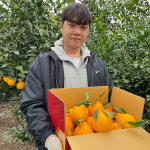 산지직송 제주 한라봉 농장 가정용 프리미엄 과일선물세트 : 제주돌밭감귤농장