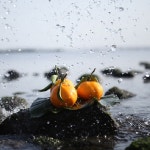 제주 새콤달콤 천혜향 3kg : 건영농장