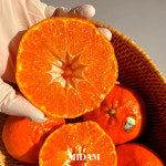 비타민 가득 제주 만감류 [천혜향] : 미담상회