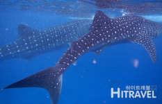 세부 오슬롭 모알보알 조인투어-패스트트랙 고래상어와칭 투말록 거북이스노클링 샤워 조식 점심 : 하이트래블 자유여행