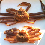 영덕 대게 선주직송 제철 박달대게 택배 시세 맛집 배송 싯가 주문 배달 : 굳팜