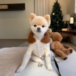 [무료배송] 강아지 고양이 하네스 패딩 조끼+똥츄가방 세트 S-XL : 토리의 PICK