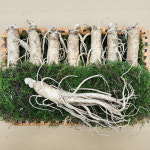 금산수삼 인삼선물세트 원수삼 특대 1호 : 금산수삼시장