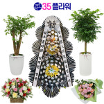 서울꽃배달 인천화환 개업 화분배달 : 35플라워