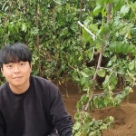 대추나무 묘목 사과대추나무 3년생(접2년) 분묘 다왕조오 : 나무키움묘목농원