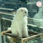 고양이 창문 해먹 윈도우 원목 천 침대 DIY : 해리스힐