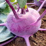 햇 고당도 한경 제주 콜라비 5kg 적콜라비 보라색무 : 투데이팜