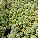 펜덴스 키우기 쉬운 국민 다육이 미니선인장 농장직송 : 그리너리 농장