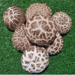 참나무 원목 생표고버섯 1kg 선물세트 : 채씨네 표고