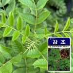 고급 나무 씨앗 감초 : SN월드