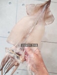 [국산 반건조오징어 1미 냉동 ] 오언니 건어물 요리재료  오징어파는언니 : 오징어파는언니 군산본점