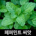 페퍼민트 씨앗 허브씨앗 허브씨 종자 향신료 씨 200알 : 가람원