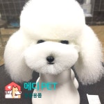 강아지 미용 실습 인형 동물학과 수의학과 동물병원 : 메디케어팜