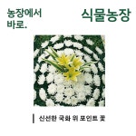 화환 근조화환 장례식 위로 5단 : 축하화환 근조화환 개업화분