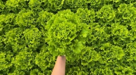 산지직송 무농약 유러피안 샐러드 야채 1kg 대용량 식단 샐러드, 유럽 상추, 채소 : 에스엘에스팜