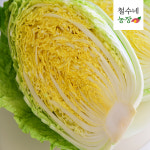 해남 알배추 쌈배추 암배기 배추 12포기 봄동 : 철수네농장