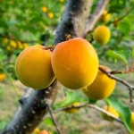 숙성 황매실 효소 1800ml 3병 의성 : 의성이기훈농장