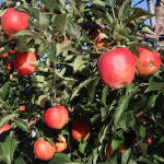 HACCP 청송 100% 리얼 사과즙 120mlX50포 꿀사과 고당도 : 한입두잇